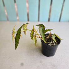 Load image into Gallery viewer, #RA1 Begonia Amphioxus