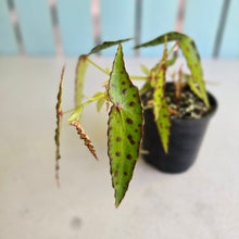 Load image into Gallery viewer, #RA1 Begonia Amphioxus