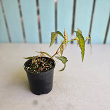 Load image into Gallery viewer, #RA1 Begonia Amphioxus