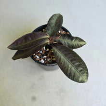 Load image into Gallery viewer, #RA12 Labisia Sp.