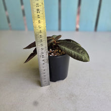 Load image into Gallery viewer, #RA12 Labisia Sp.