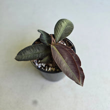 Load image into Gallery viewer, #RA12 Labisia Sp.