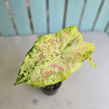 Load image into Gallery viewer, #RA13 Caladium