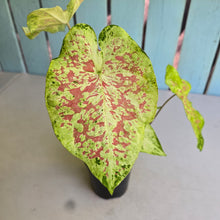 Load image into Gallery viewer, #RA13 Caladium