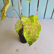 Load image into Gallery viewer, #RA13 Caladium