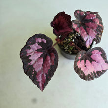 Load image into Gallery viewer, #R447 Begonia Unknown