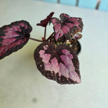 Load image into Gallery viewer, #R447 Begonia Unknown