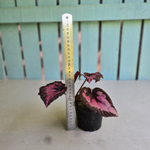Load image into Gallery viewer, #R447 Begonia Unknown