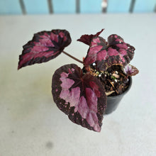 Load image into Gallery viewer, #R447 Begonia Unknown
