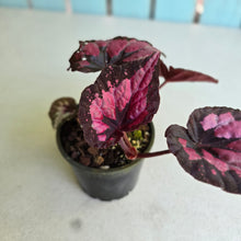 Load image into Gallery viewer, #R447 Begonia Unknown