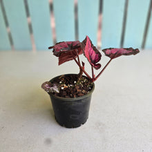 Load image into Gallery viewer, #R447 Begonia Unknown