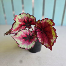 Load image into Gallery viewer, #D76 Begonia Kotobuki