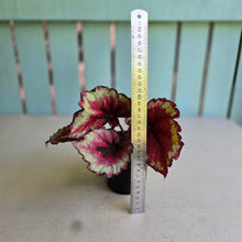 Load image into Gallery viewer, #D76 Begonia Kotobuki