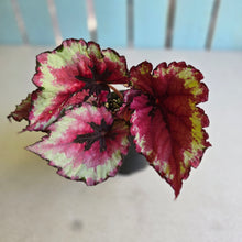 Load image into Gallery viewer, #D76 Begonia Kotobuki