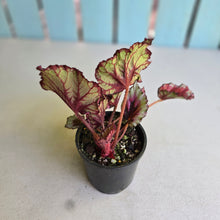 Load image into Gallery viewer, #D76 Begonia Kotobuki