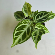 Load image into Gallery viewer, #D88 Multi-headed, Thick Veined Anthurium Crystallinum x
