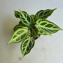 Load image into Gallery viewer, #D88 Multi-headed, Thick Veined Anthurium Crystallinum x