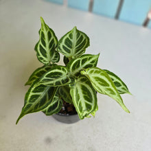 Load image into Gallery viewer, #D88 Multi-headed, Thick Veined Anthurium Crystallinum x