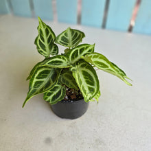Load image into Gallery viewer, #D88 Multi-headed, Thick Veined Anthurium Crystallinum x