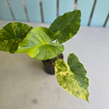 Load image into Gallery viewer, #R14 Variegated Alocasia Gageana