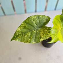 Load image into Gallery viewer, #R14 Variegated Alocasia Gageana