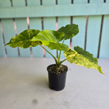 Load image into Gallery viewer, #R14 Variegated Alocasia Gageana