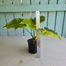 Load image into Gallery viewer, #R14 Variegated Alocasia Gageana