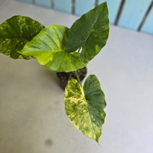 Load image into Gallery viewer, #R14 Variegated Alocasia Gageana