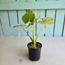Load image into Gallery viewer, #R14 Variegated Alocasia Gageana