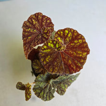 Load image into Gallery viewer, #R5 Begonia Cowardly Lion