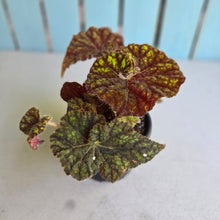 Load image into Gallery viewer, #R5 Begonia Cowardly Lion