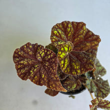 Load image into Gallery viewer, #R5 Begonia Cowardly Lion