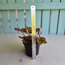 Load image into Gallery viewer, #R5 Begonia Cowardly Lion