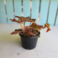 Load image into Gallery viewer, #R5 Begonia Cowardly Lion
