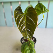 Load image into Gallery viewer, #RD49 Anthurium Recavum