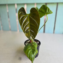 Load image into Gallery viewer, #RD49 Anthurium Recavum