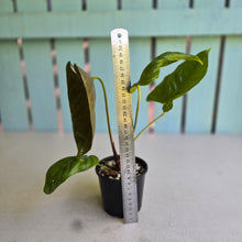 Load image into Gallery viewer, #RD49 Anthurium Recavum