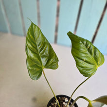 Load image into Gallery viewer, #RD49 Anthurium Recavum