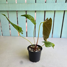 Load image into Gallery viewer, #RD49 Anthurium Recavum