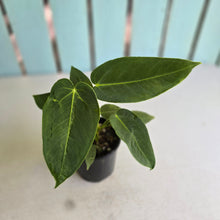 Load image into Gallery viewer, #RD3 Two x Headed Anthurium Warocqueanum x Waterburyanum