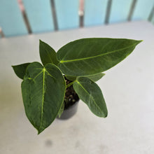 Load image into Gallery viewer, #RD3 Two x Headed Anthurium Warocqueanum x Waterburyanum