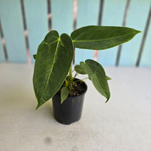Load image into Gallery viewer, #RD3 Two x Headed Anthurium Warocqueanum x Waterburyanum