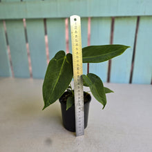 Load image into Gallery viewer, #RD3 Two x Headed Anthurium Warocqueanum x Waterburyanum