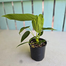 Load image into Gallery viewer, #RD3 Two x Headed Anthurium Warocqueanum x Waterburyanum