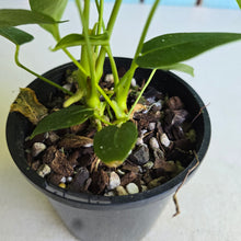 Load image into Gallery viewer, #RD3 Two x Headed Anthurium Warocqueanum x Waterburyanum