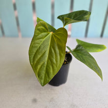 Load image into Gallery viewer, #D999 Anthurium Green Tree Frog