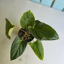 Load image into Gallery viewer, #D999 Anthurium Green Tree Frog