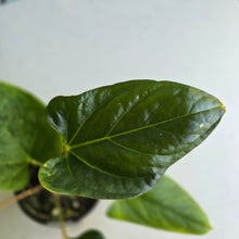 Load image into Gallery viewer, #D999 Anthurium Green Tree Frog