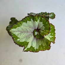 Load image into Gallery viewer, #RD8 Begonia Unknown