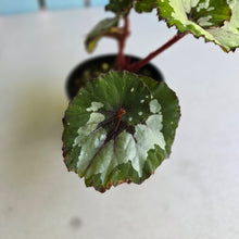 Load image into Gallery viewer, #RD8 Begonia Unknown